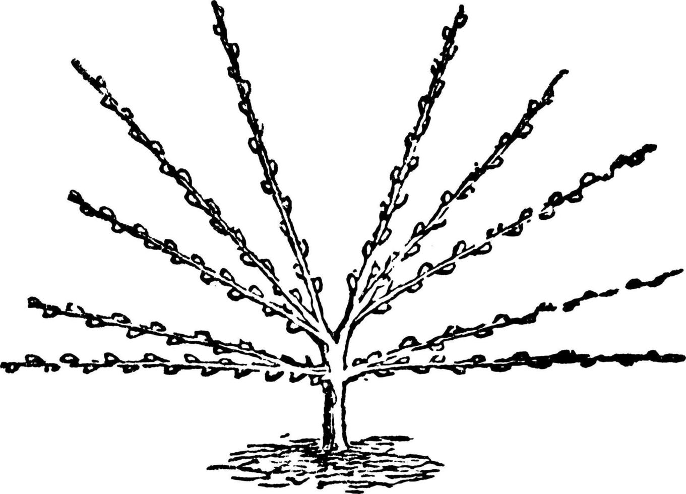 Fan-Shaped Pruning, vintage illustration. vector