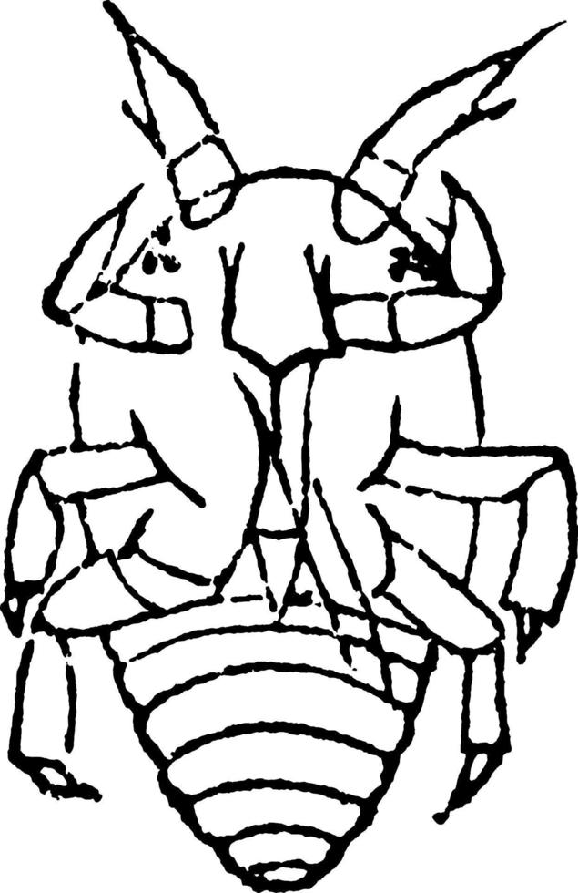 Grape Root Louse, vintage illustration. vector