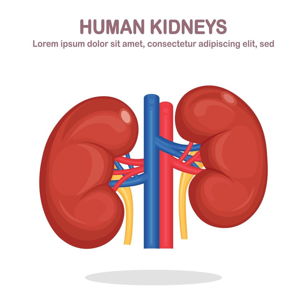 Human kidneys with artery and vein isolated on white background. Anatomy of internal organs, medicine. Vector flat design