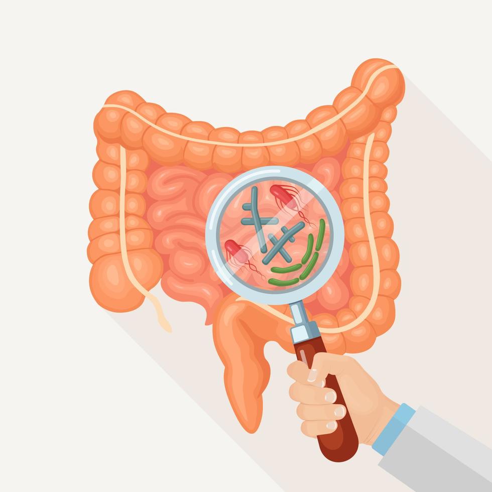 intestinos, flora intestinal. tracto digestivo con bacterias, virus, microorganismos y lupa. medicina, concepto de biología. colon, intestino vector