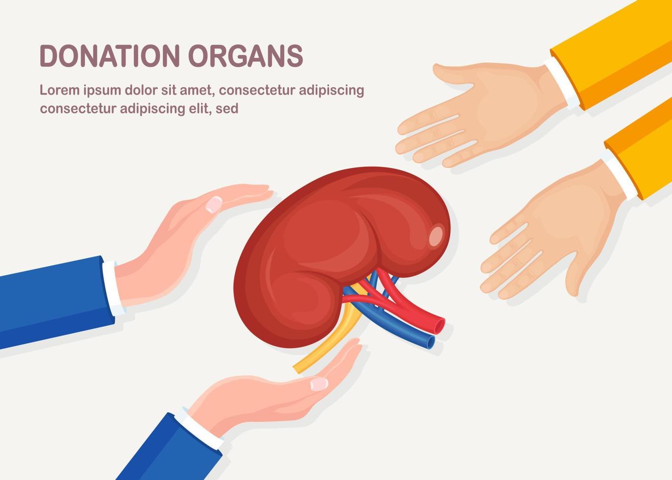 Donation organs. Human kidneys with artery and vein in doctor hand isolated on white background. Anatomy of internal organs, medicine. Volunteer aid for the patient. Vector flat design