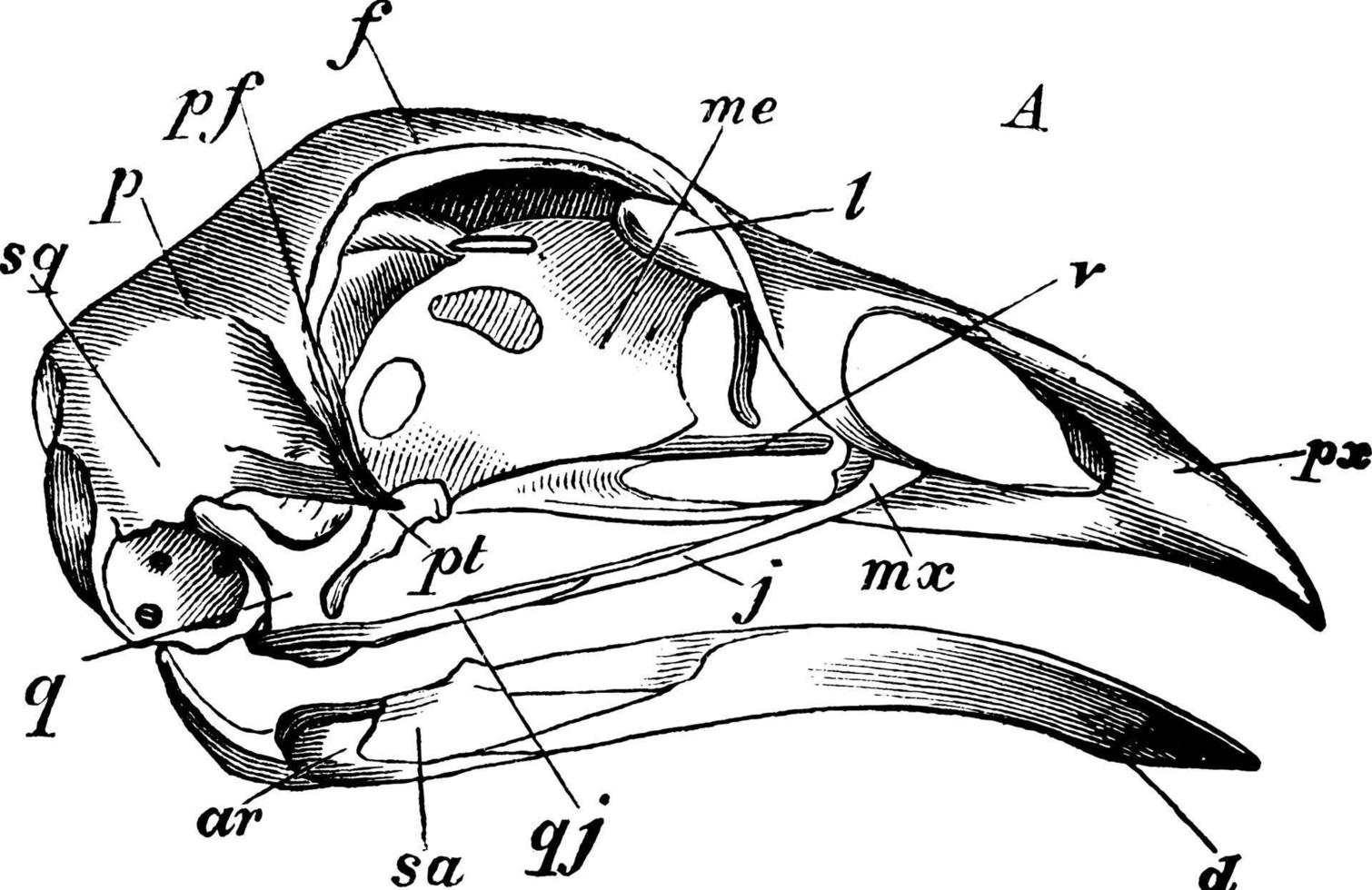 cráneo de gallina doméstica, ilustración vintage. vector