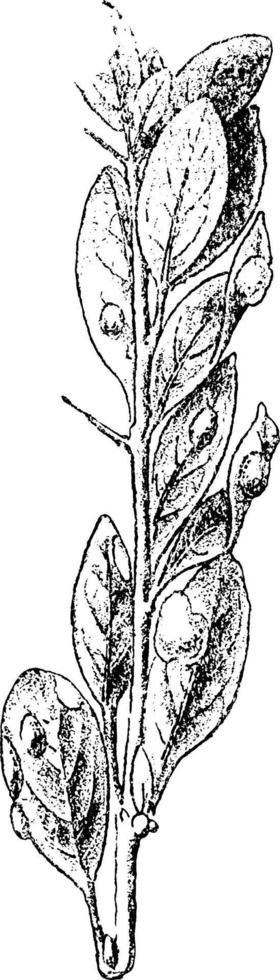 berberis vulgaris ilustración vintage. vector