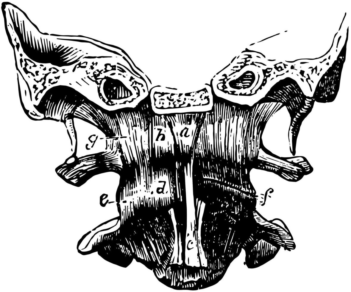 Occipito atlantal Articulation, vintage illustration. vector
