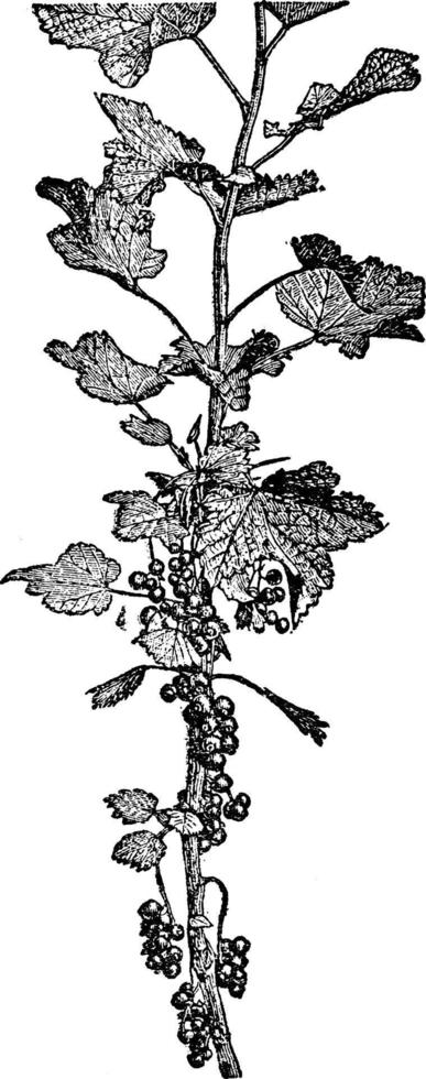 ilustración vintage de grosella roja. vector
