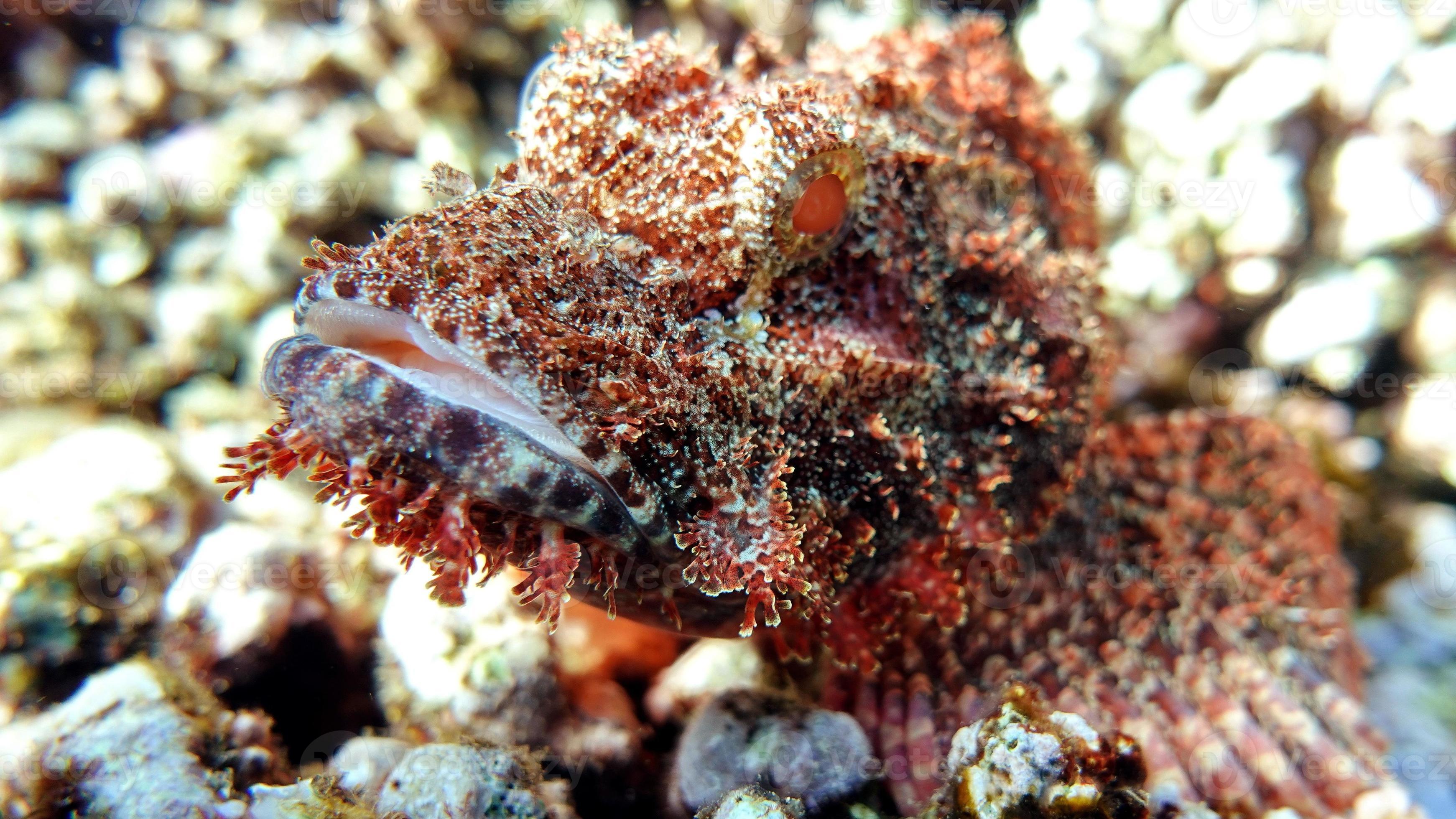 bearded-scorpionfish-fishes-are-a-type-of-bone-fish-osteichthyes