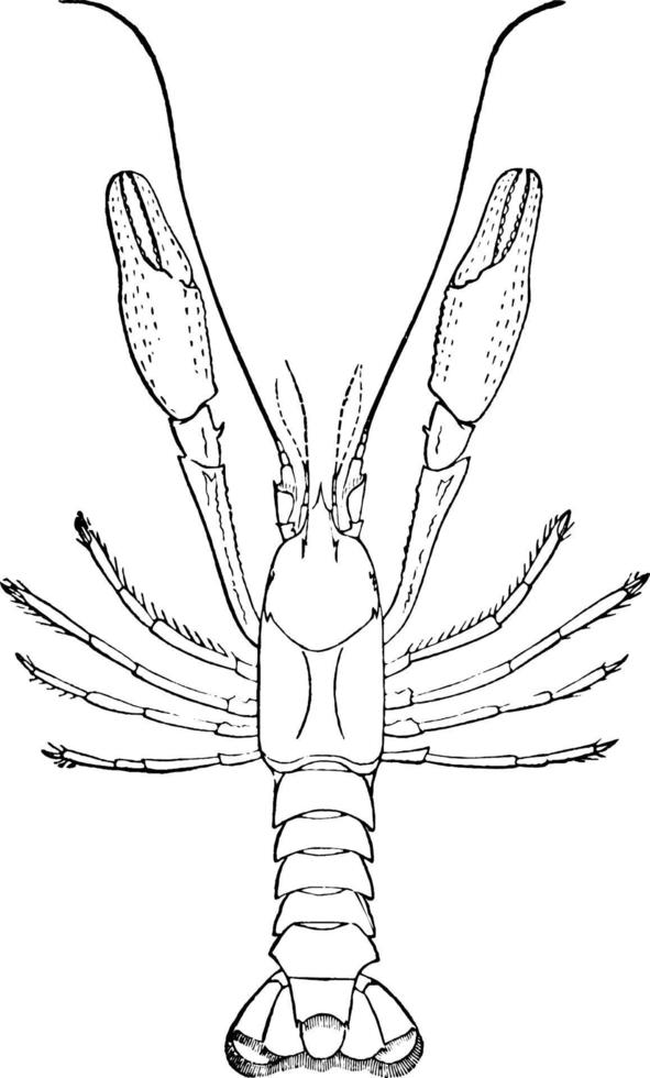 Blind Crayfish, vintage illustration. vector