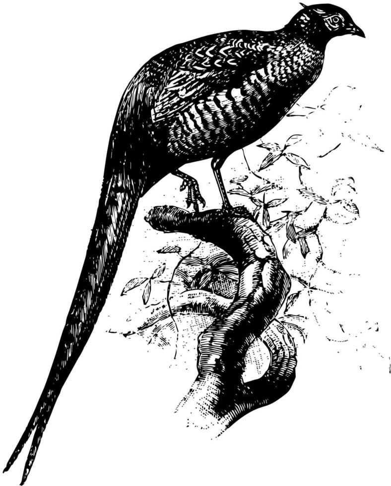 Common Pheasant, vintage illustration. vector