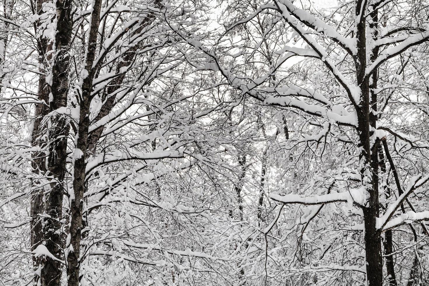 snow-covered intertwined twigs in winter forest photo