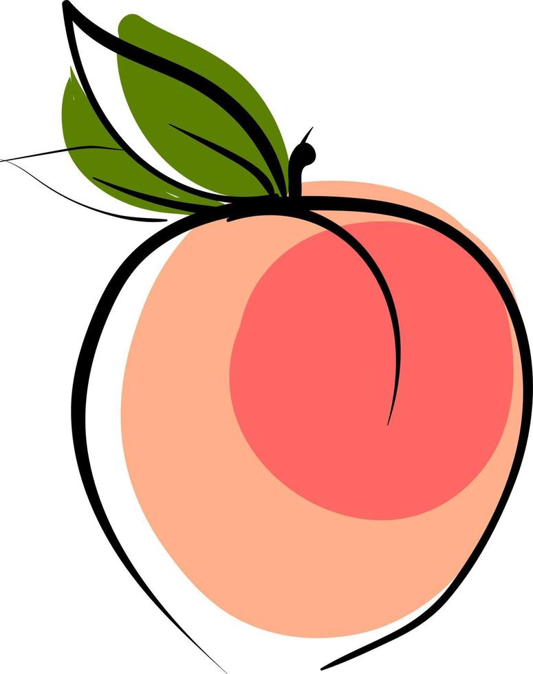 Fresh peach, illustration, vector on white background.