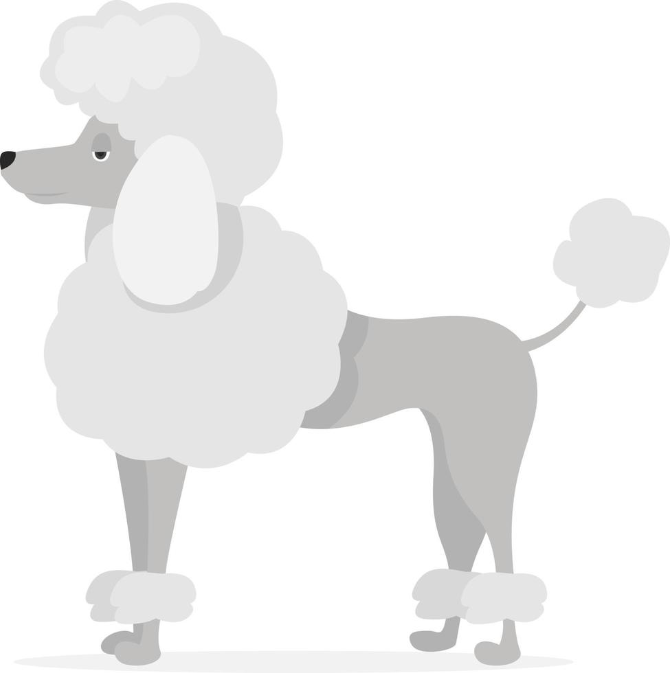 Caniche blanco, ilustración, vector sobre fondo blanco