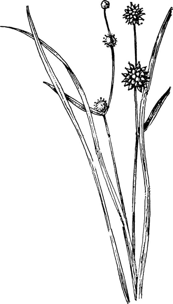 Small Bur-Reed vintage illustration. vector