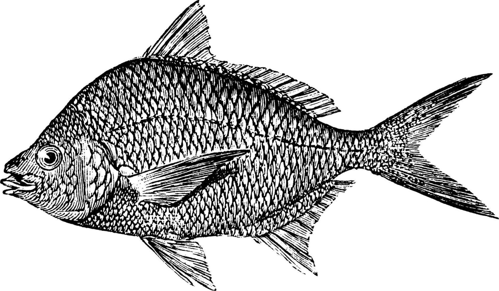 pompano indio, ilustración vintage. vector