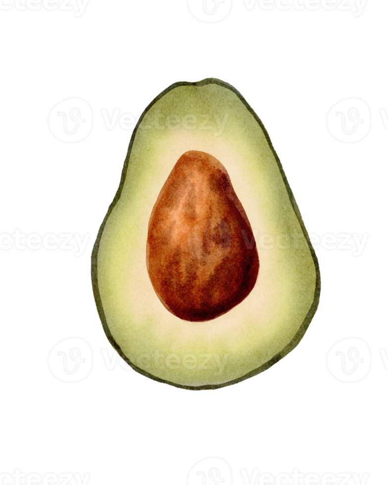 avocado isolato su acquerello pittura stile. png