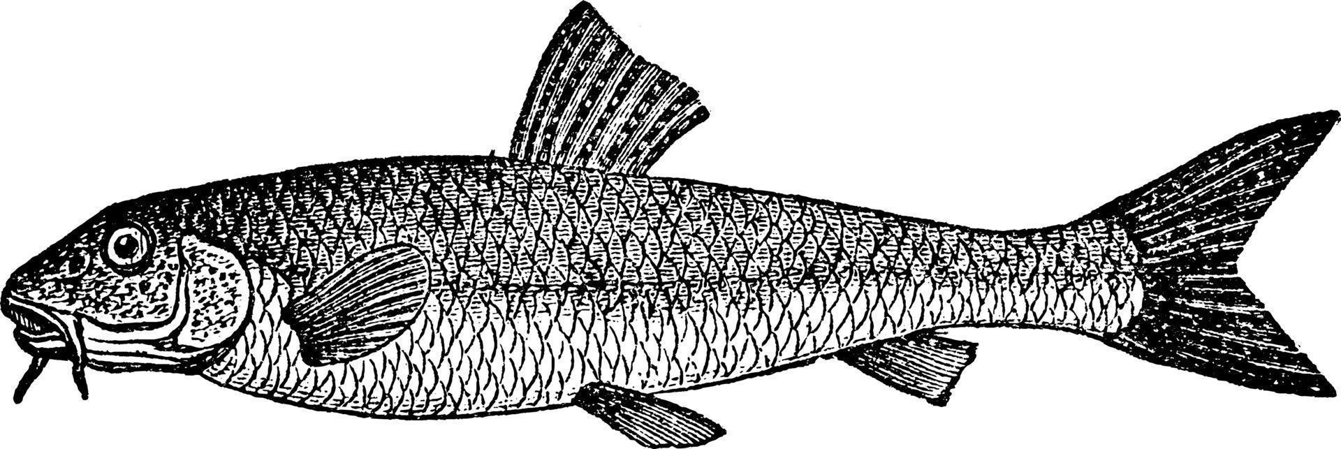 Gudgeon, vintage illustration. vector