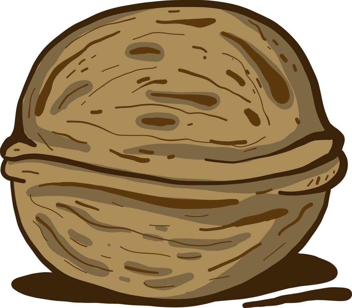 Brown big walnut, illustration, vector on a white background.