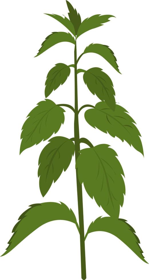 ortiga planta , ilustración, vector sobre fondo blanco