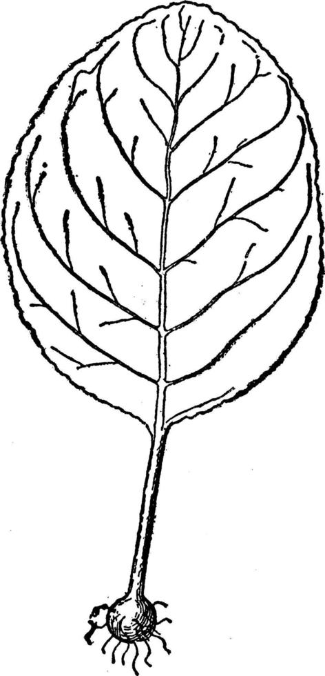 Leaf Cutting, vintage illustration. vector