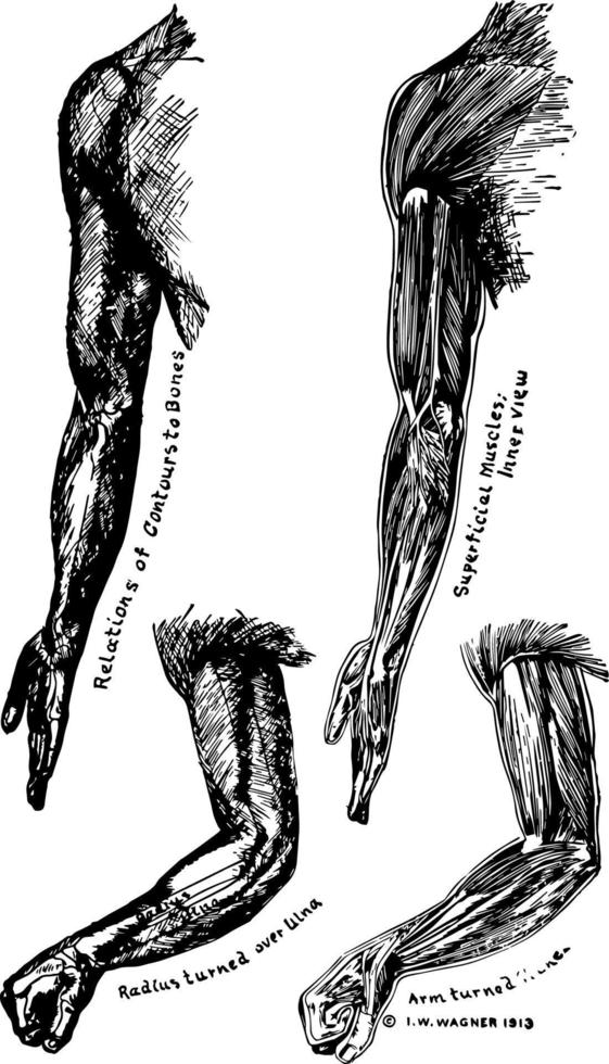Bones and Muscles of the Arms vintage illustration vector