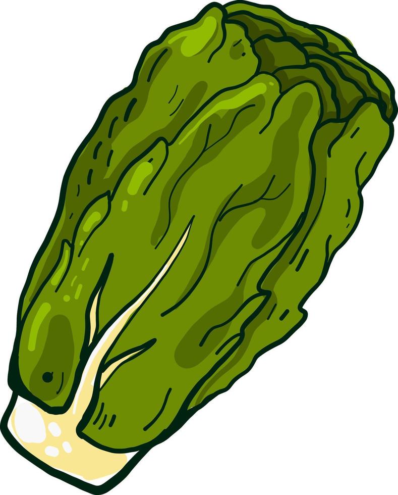 Fresh lettuce, illustration, vector on a white background.