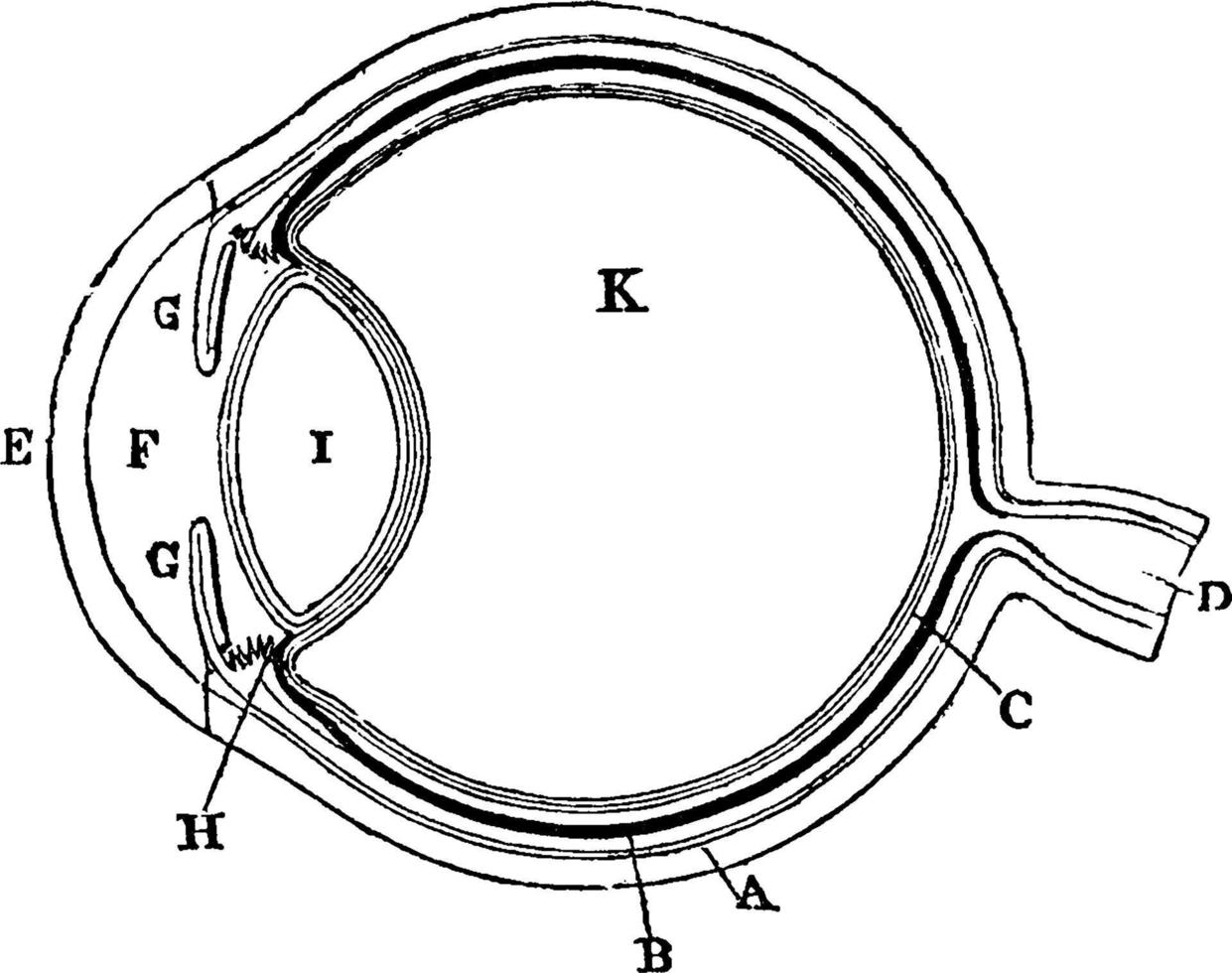 diagrama del ojo, ilustración vintage vector