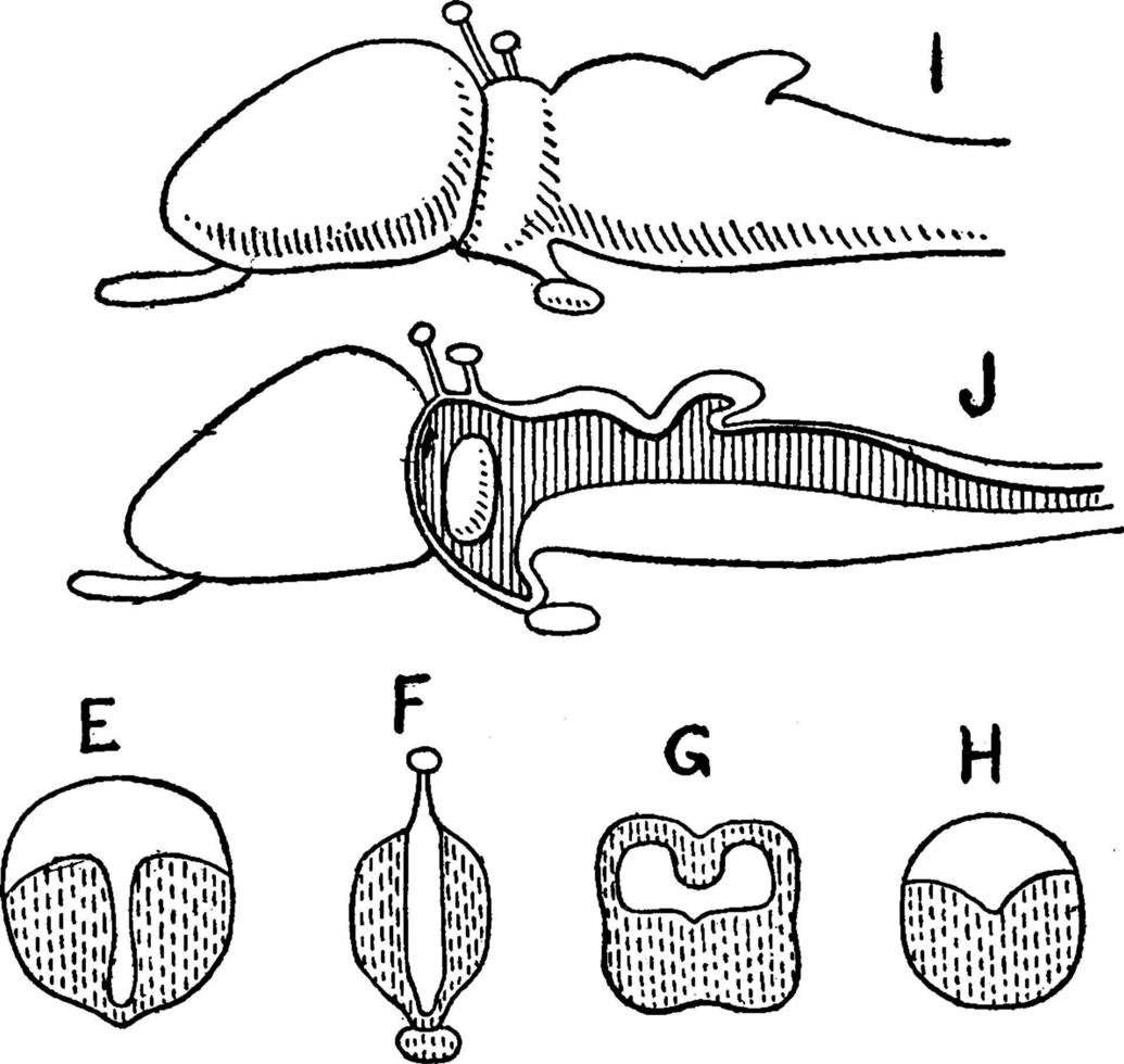 Brain, Vertebrate, vintage illustration. vector