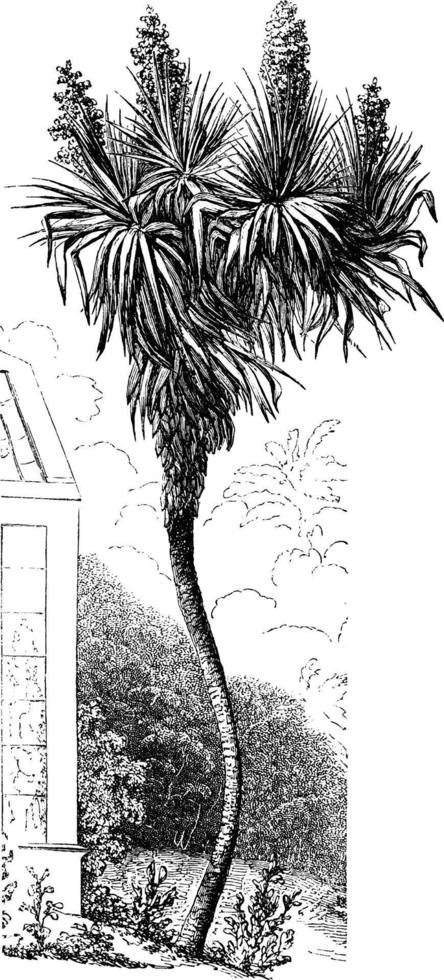 ilustración vintage de aloe yuca. vector
