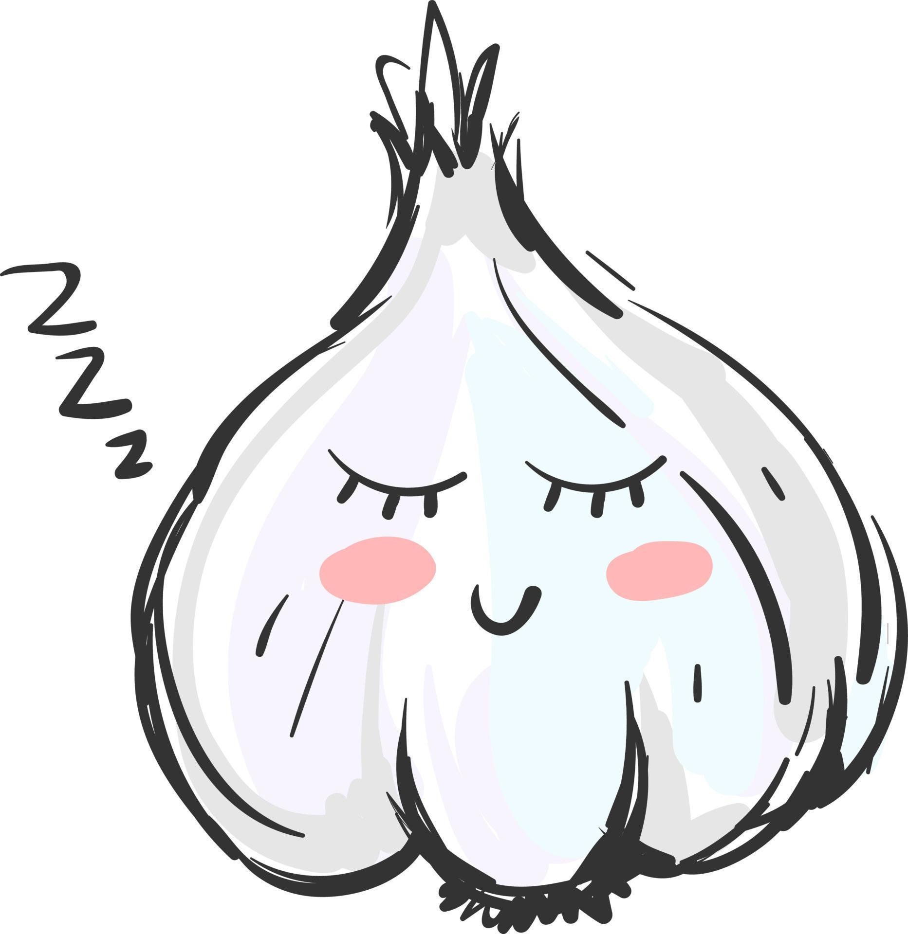Sleeping garlic, illustration, vector on white background. 13757193
