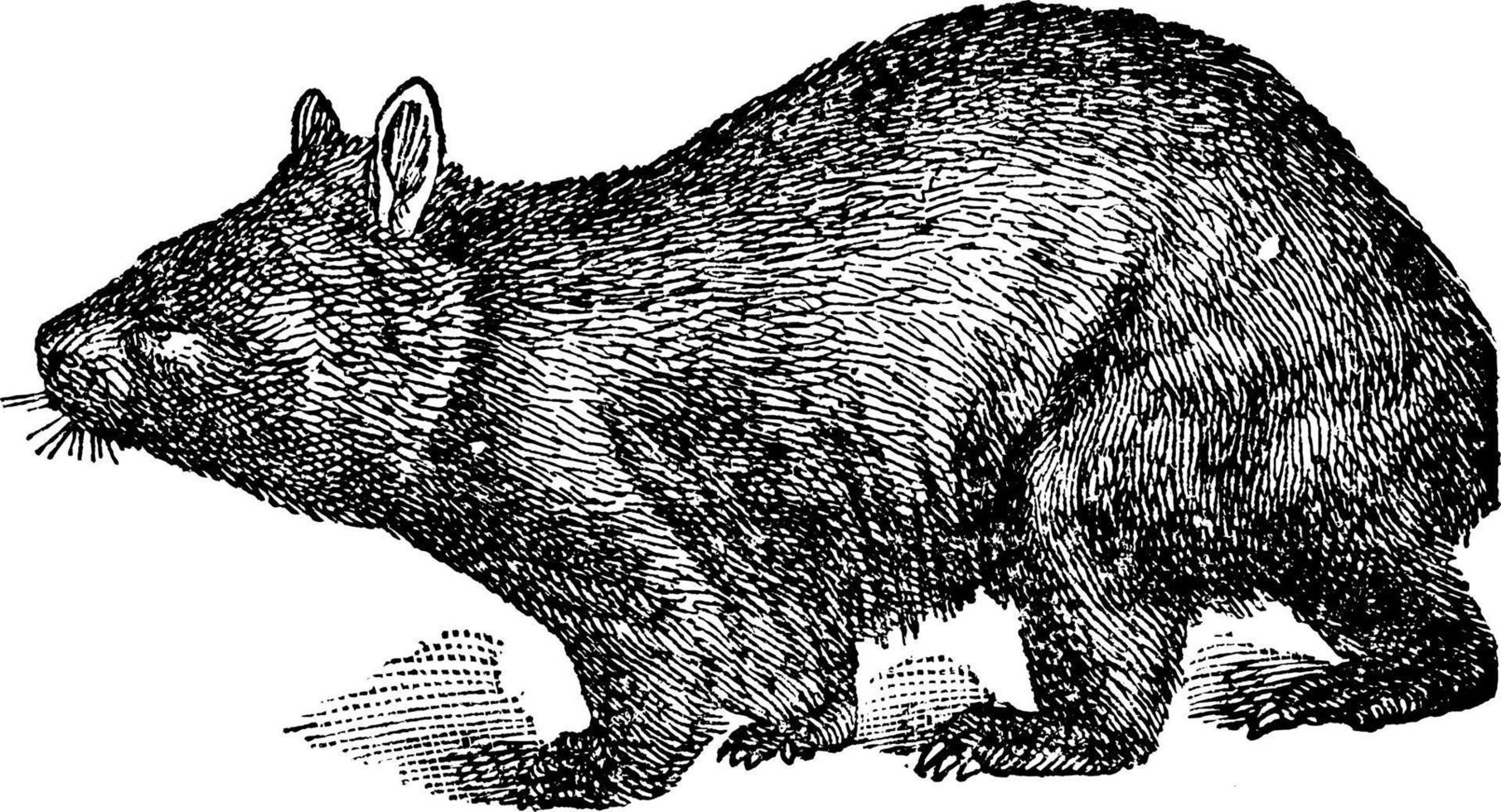 wombat de nariz peluda, ilustración vintage. vector