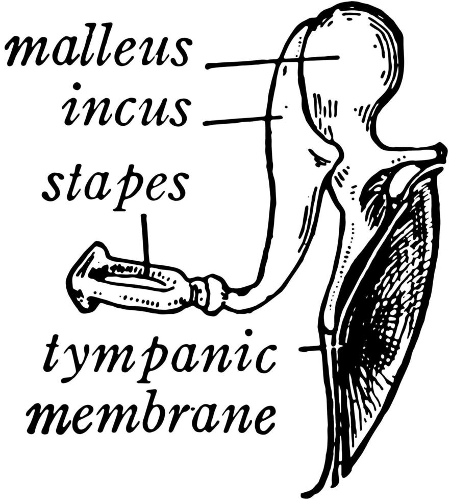 huesos de la oreja, ilustración vintage vector