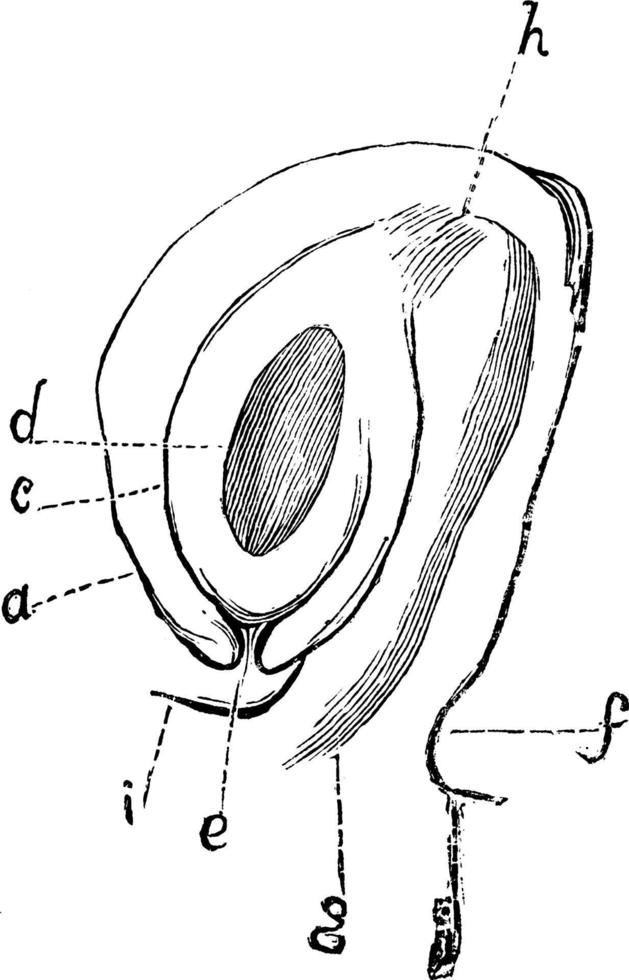 óvulo anátropo de actaea spicata ilustración vintage. vector