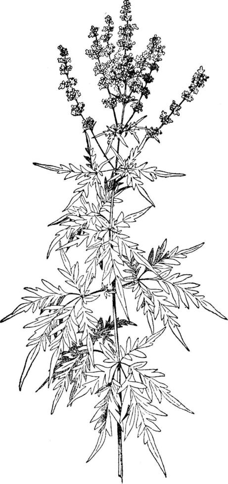 Vitex Negundo vintage illustration. vector