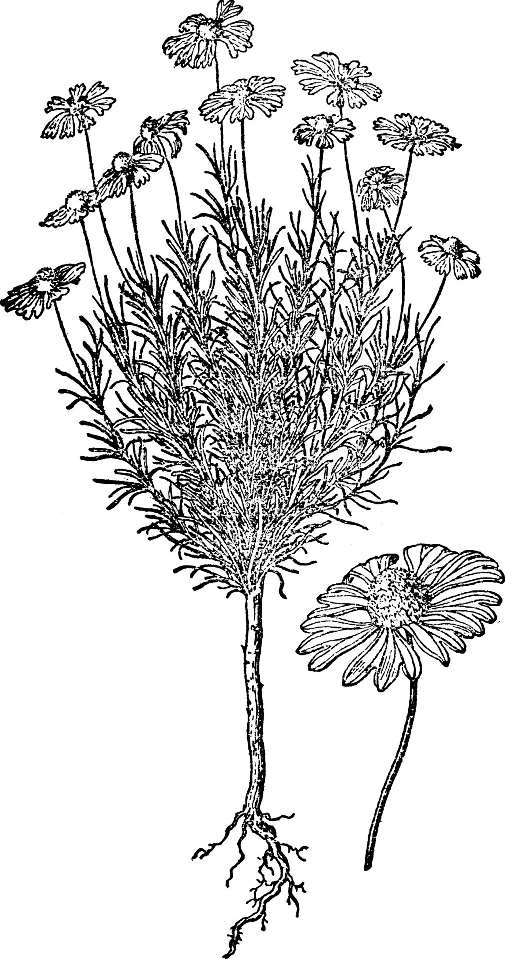 Sneezeweed vintage illustration. 13758986 Vector Art at Vecteezy