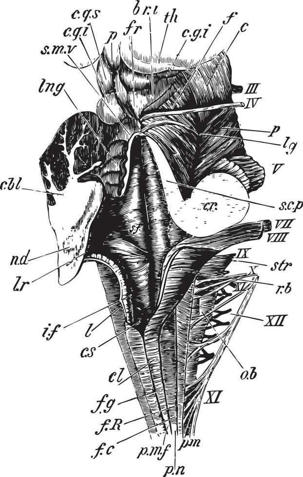 Medulla, vintage illustration vector