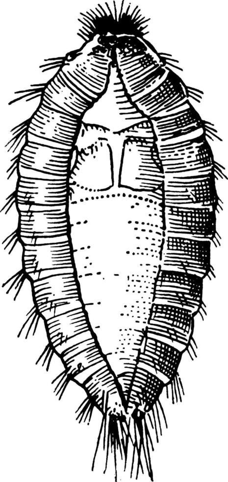 larva de escarabajo de alfombra común, ilustración vintage. vector