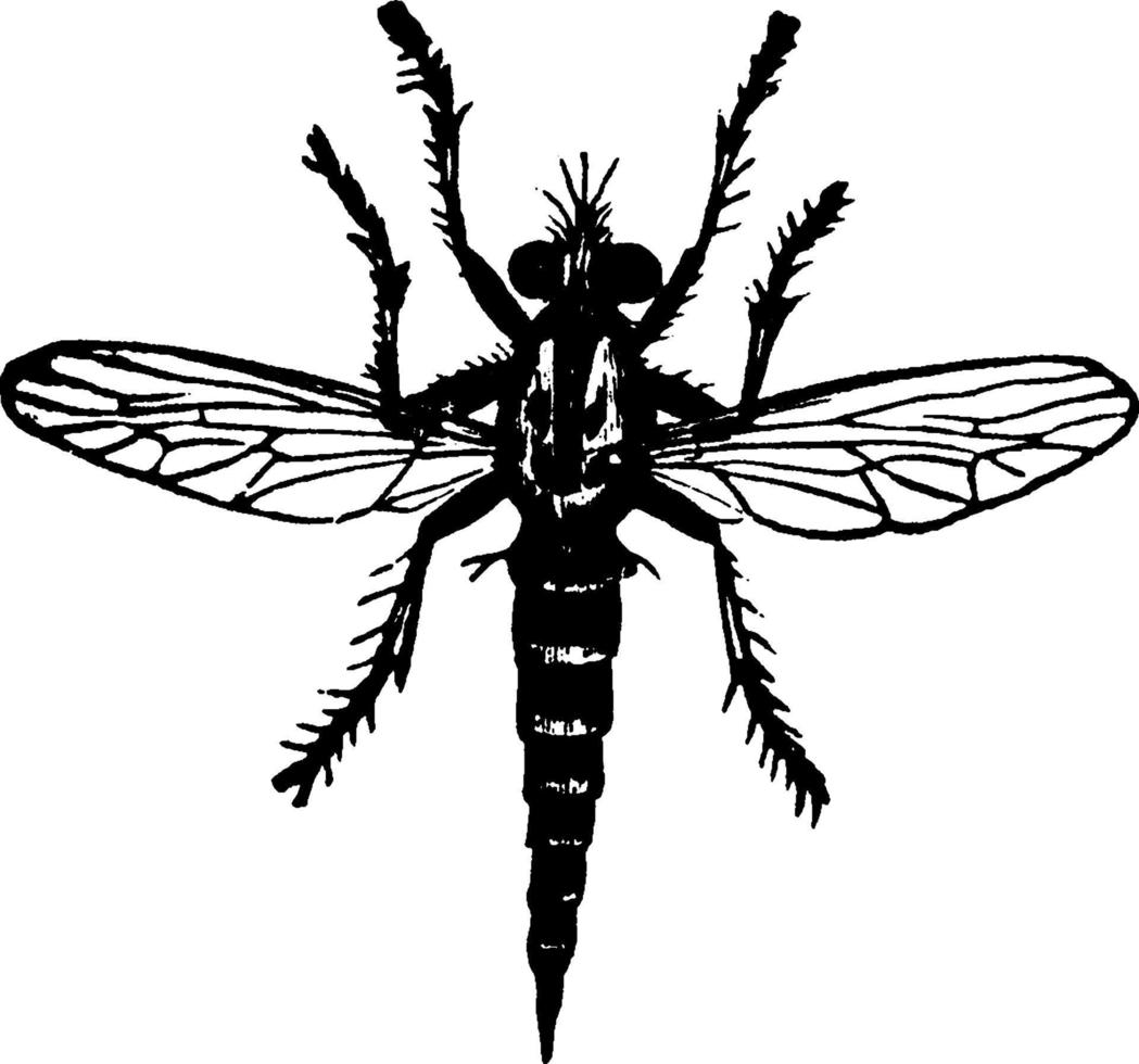 Fly or Erax bastardi, vintage illustration. vector