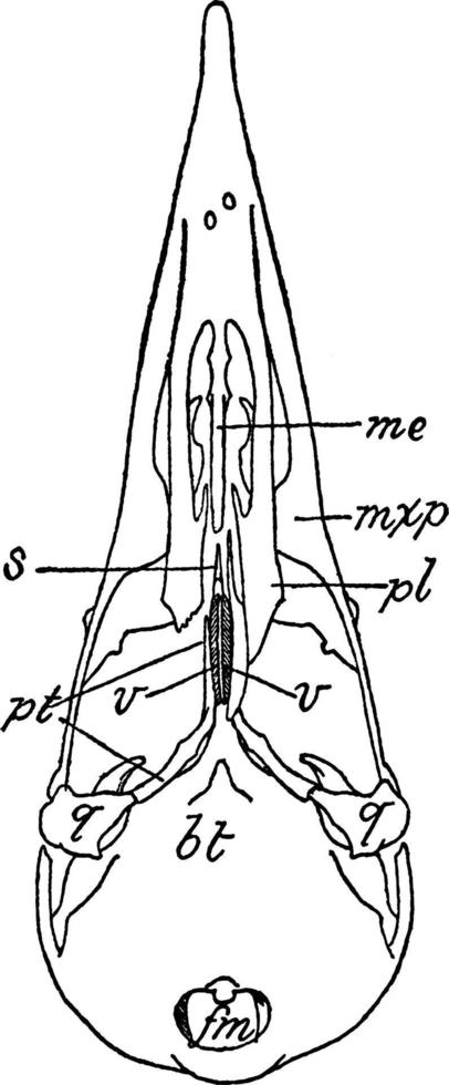 cráneo de pájaro carpintero, ilustración vintage. vector