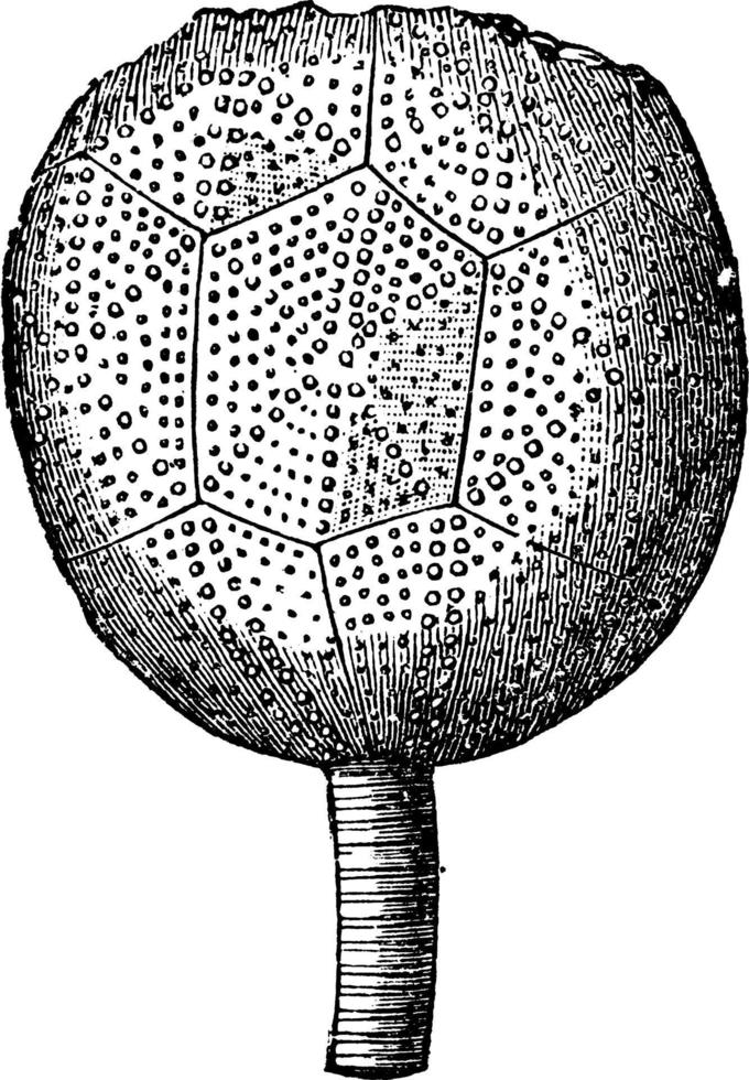 caryocrinus irradiar, ilustración vintage vector