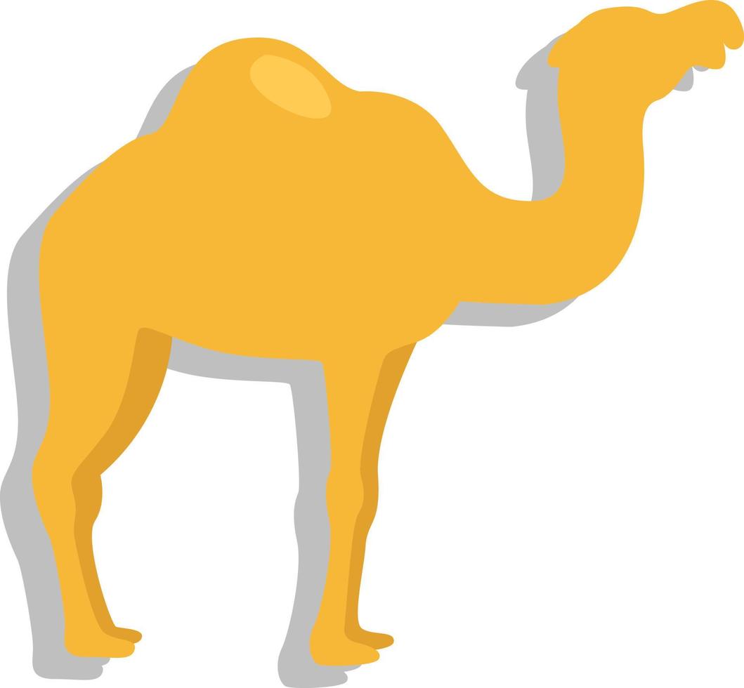 African camel , illustration, vector, on a white background. vector