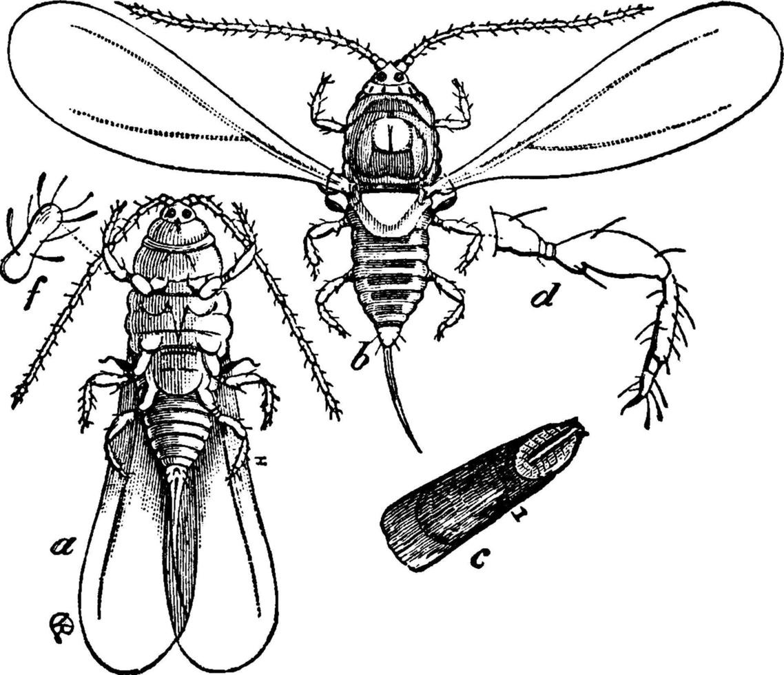 Scale Insect, vintage illustration. vector