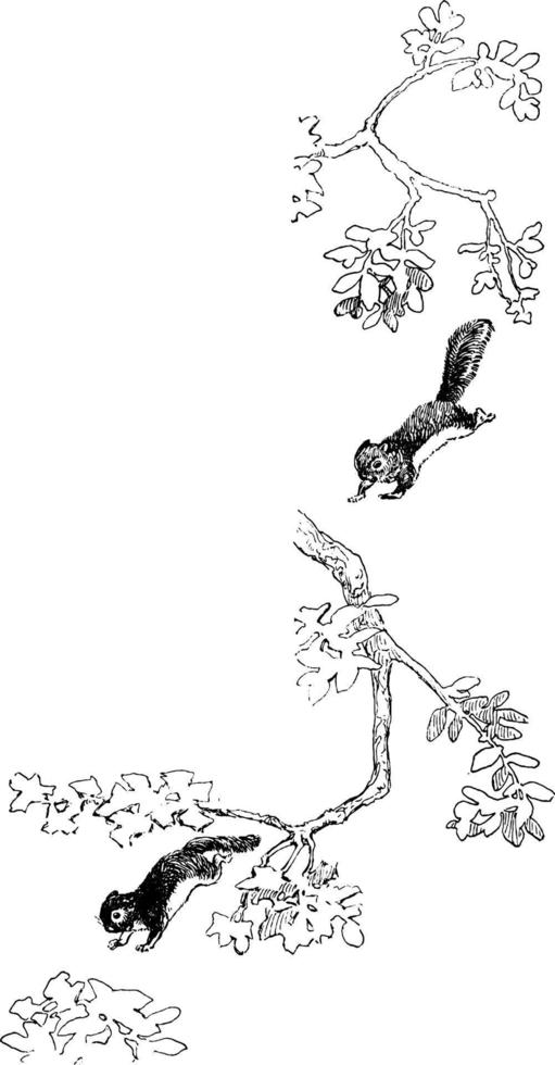 Squirrel jumping in tree in this frame, vintage engraving. vector