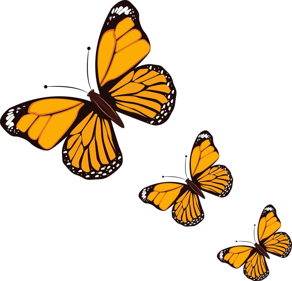 Orange butterfly ,illustration, vector on white background.