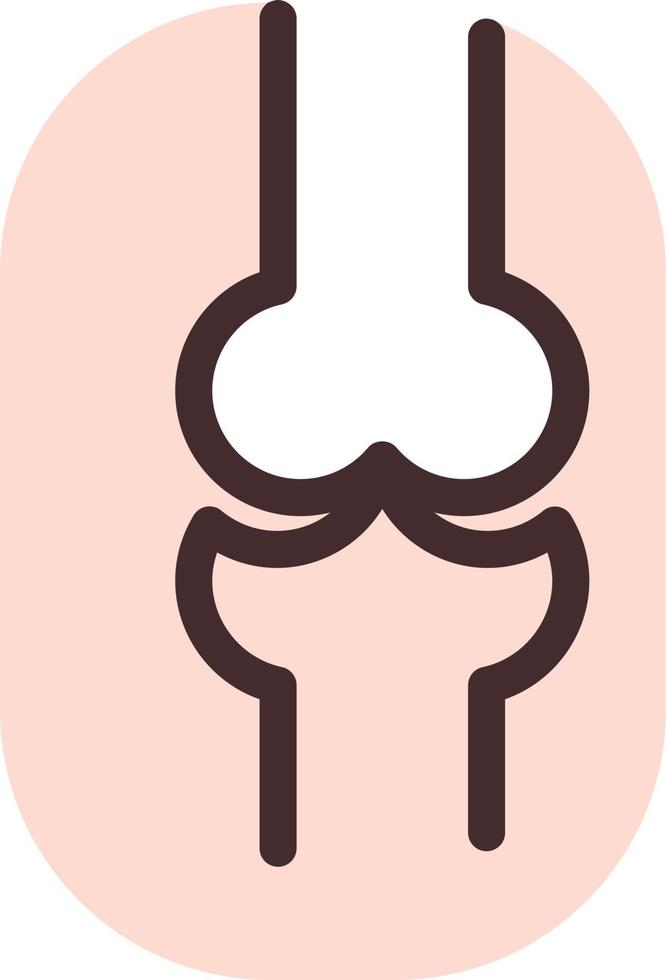 Knee bones, illustration, vector, on a white background. vector