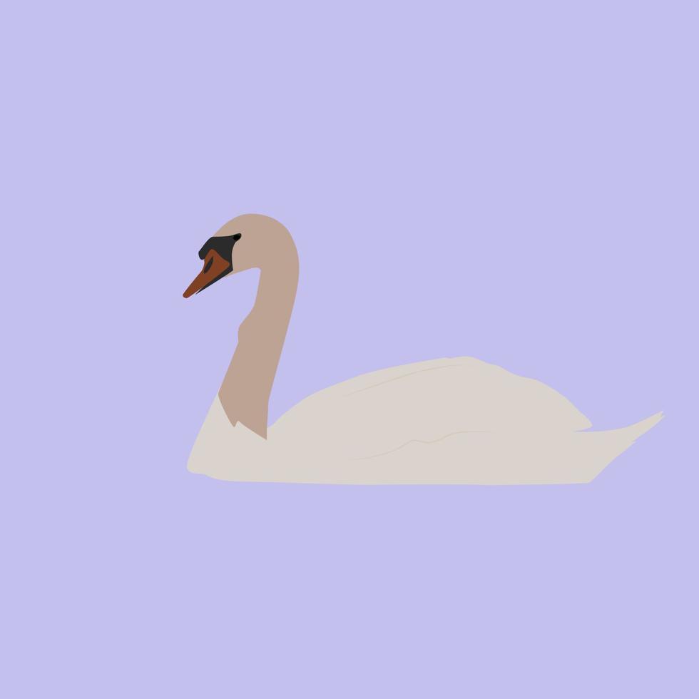 Cisne blanco, ilustración, vector sobre fondo blanco.