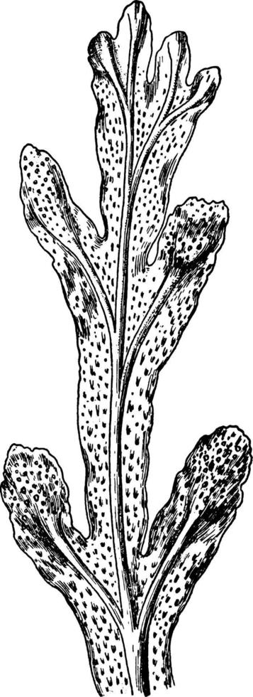fucus platycarpus, rockweed, ilustración vintage. vector