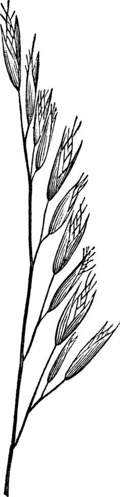 ilustración vintage de hierba de avena salvaje. vector