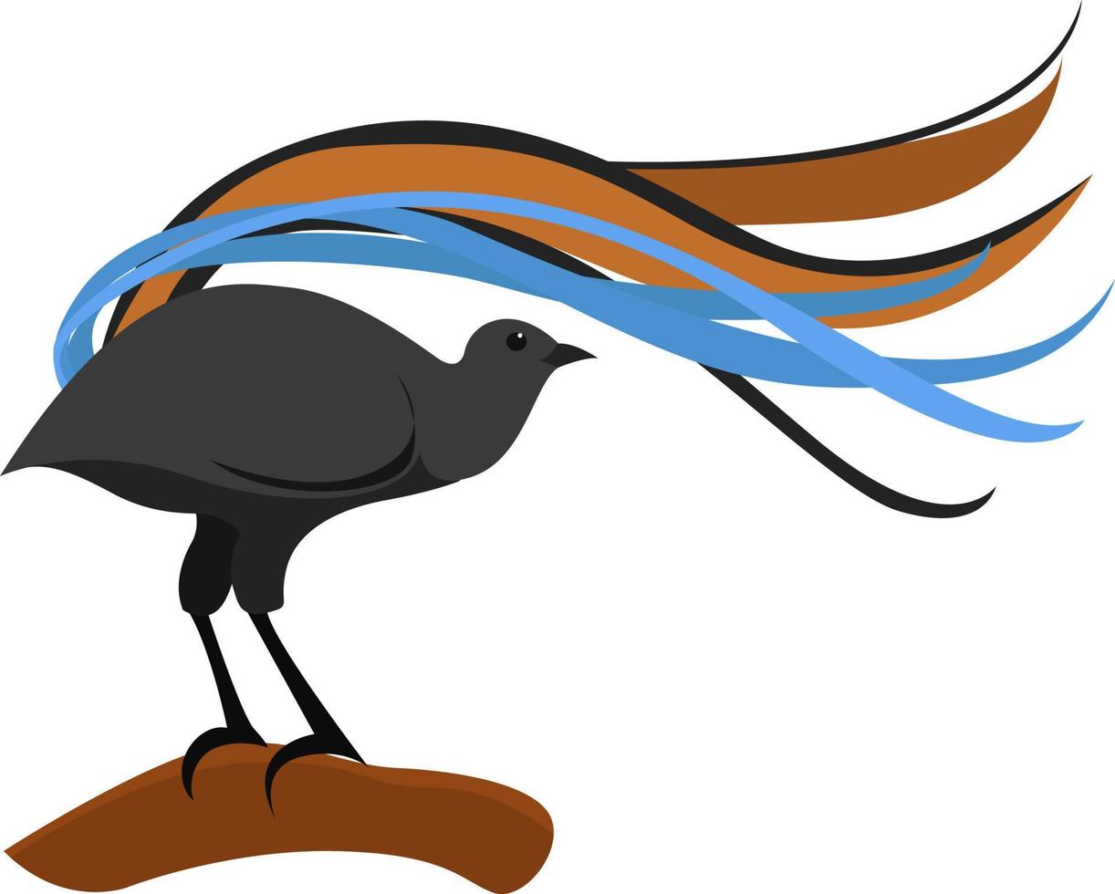 Lyerbird, illustration, vector on white background