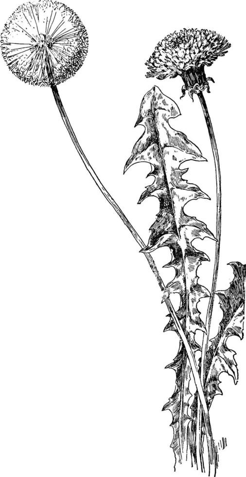 Common Dandelion vintage illustration. vector
