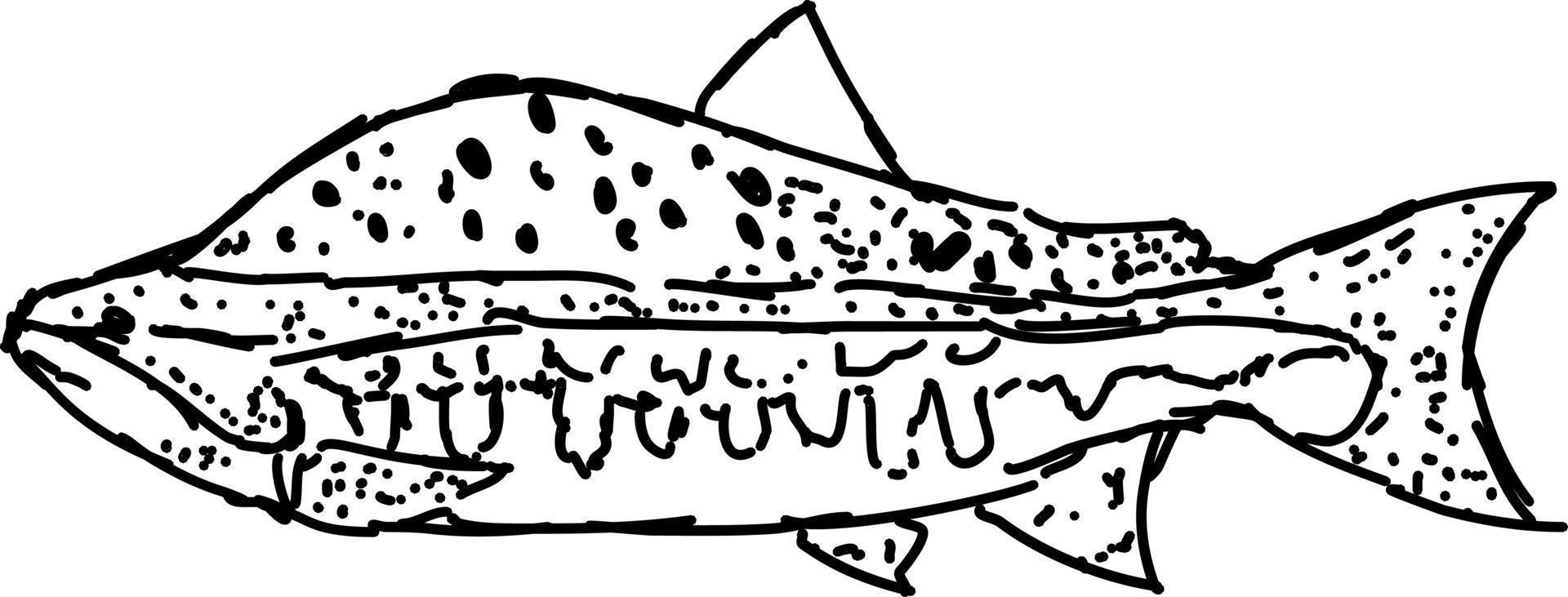 Fish drawing, illustration, vector on white background.