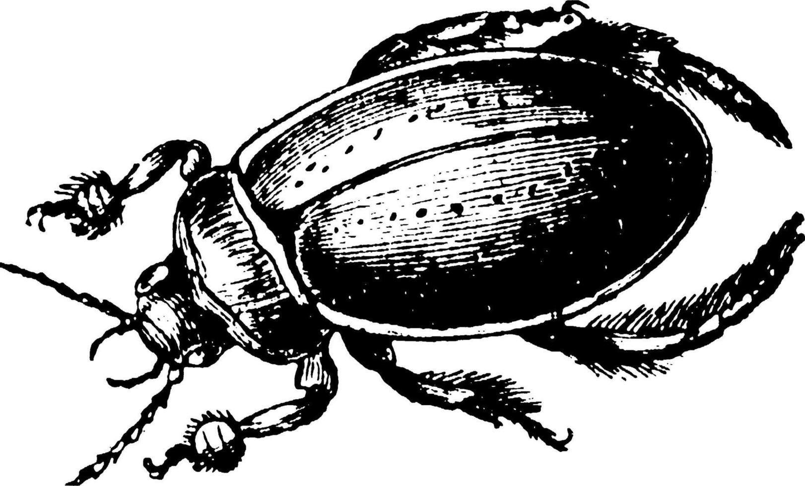 Beetle, vintage illustration. vector